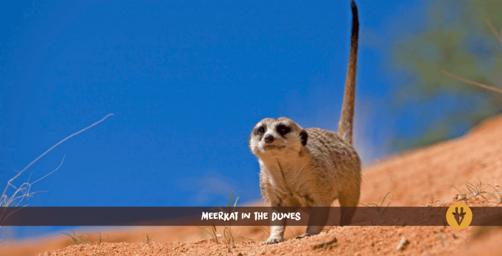 Suricate dans les dunes