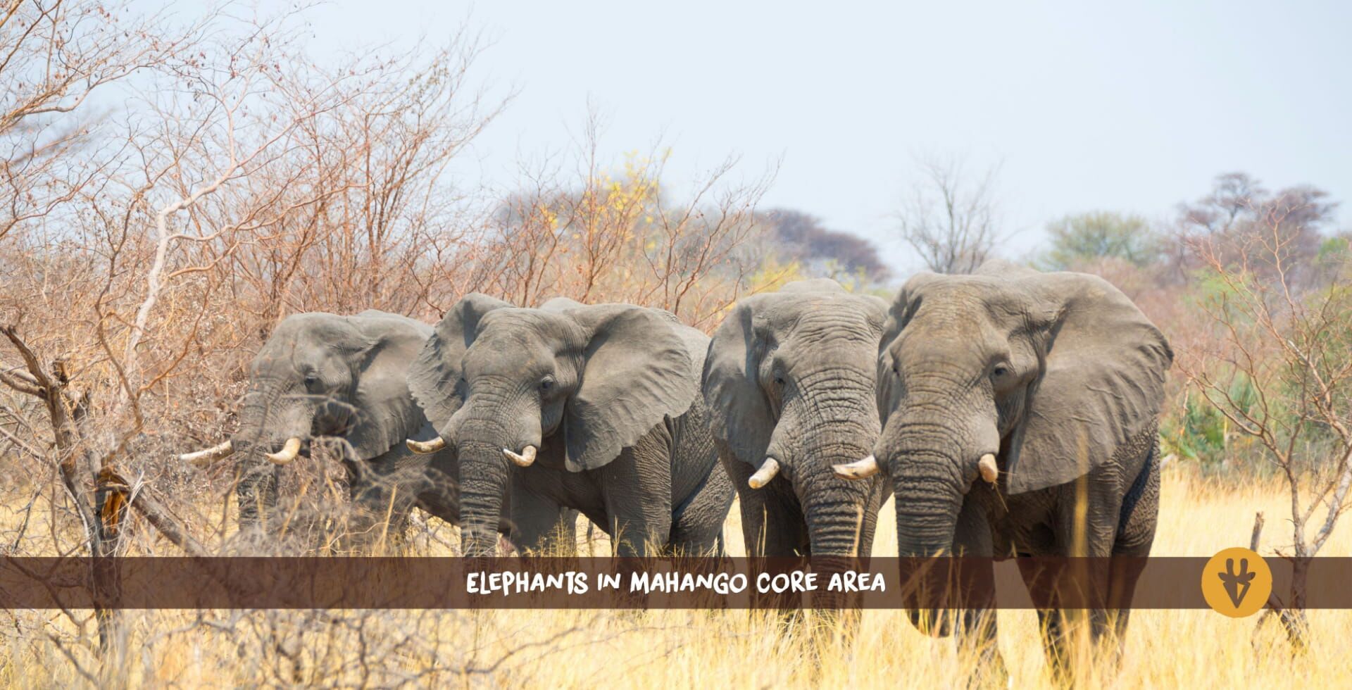 Réserve de Mahango (parc national de Bwabwata)