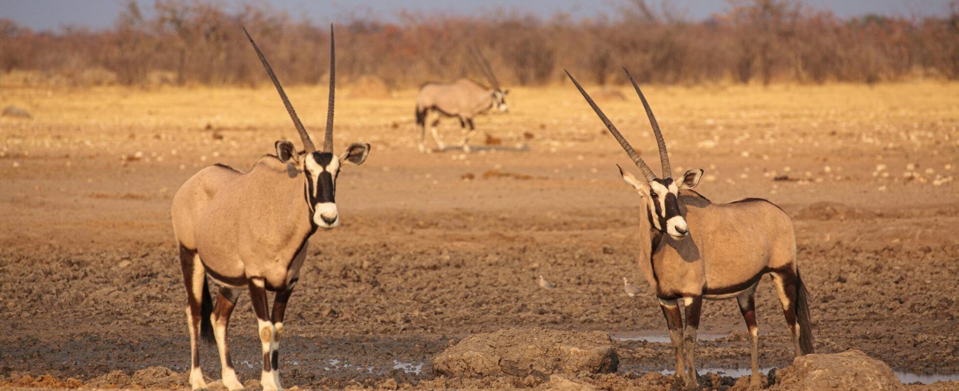 Antilopes oryx à un point d'eau asséché d'Etosha
