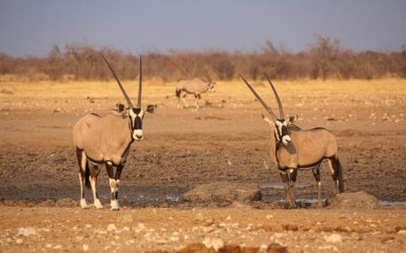 Antilopes oryx à un point d'eau asséché d'Etosha