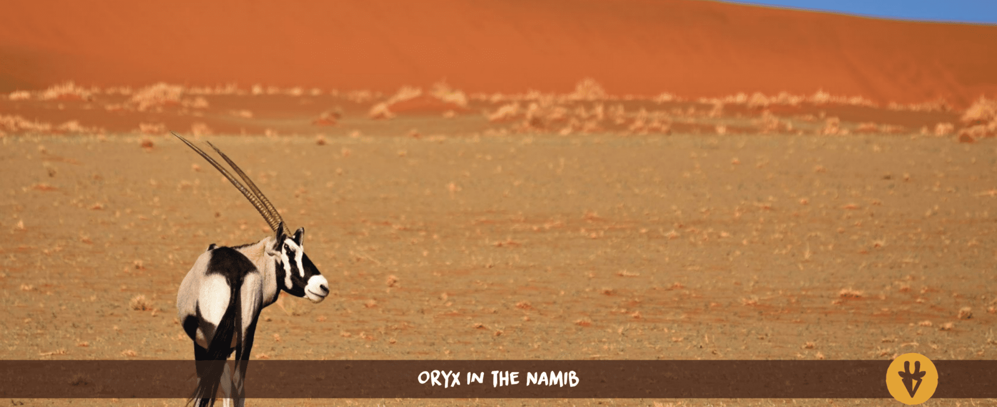 Oryx gazelle debout devant une dune rouge dans le désert du Namib.