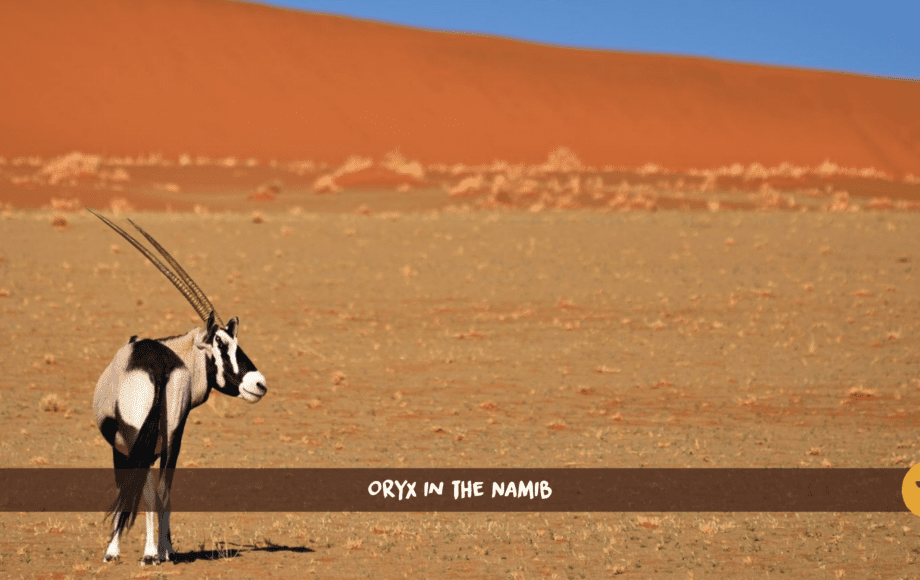 Oryx gazelle debout devant une dune rouge dans le désert du Namib.