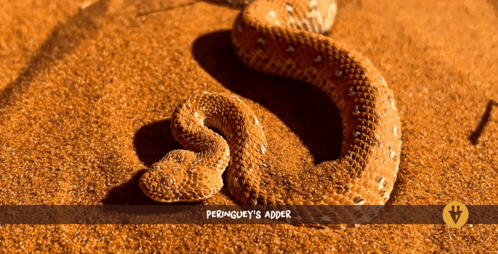 Vipère de Peringuey en Namibie