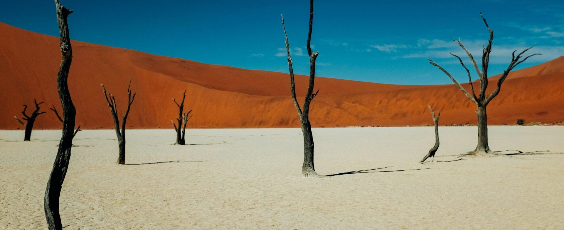 Arbres pétrifiés de Deadvlei dans le parc national de Sossusvlei en Namibie