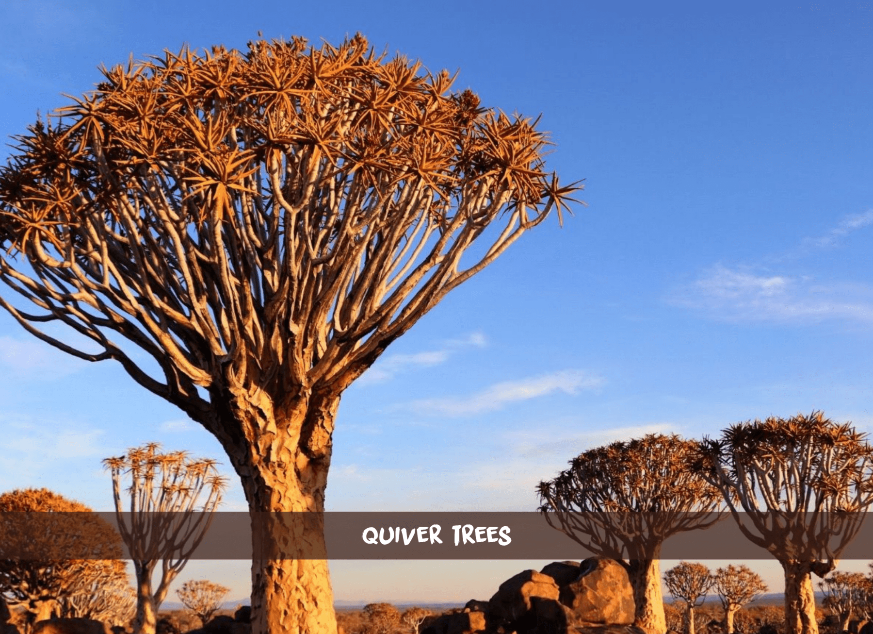 Plusieurs koroïers de la forêt d'arbres à carquois en Namibie sous un ciel bleu.