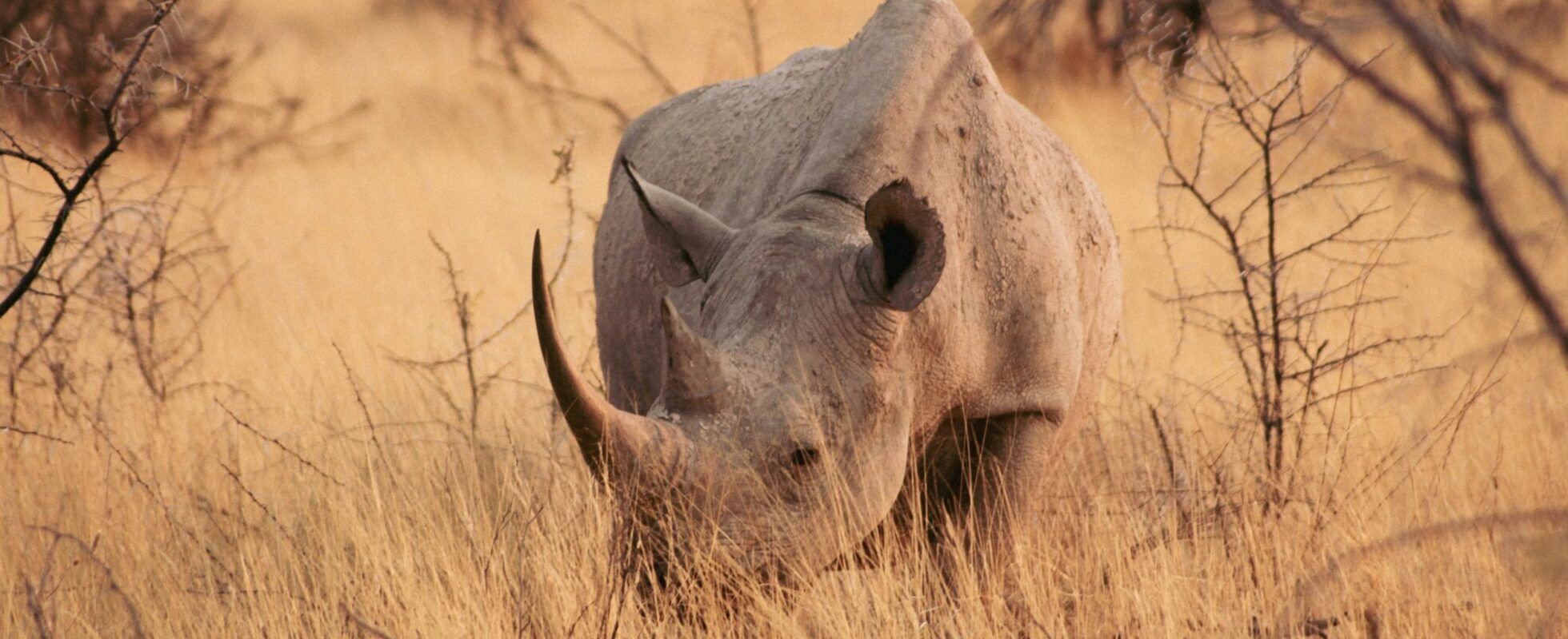 Un rhinocéros se déplaçant dans les herbes hautes et sèches de la savane, Namibie.