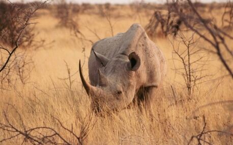 Un rhinocéros se déplaçant dans les herbes hautes et sèches de la savane, Namibie.