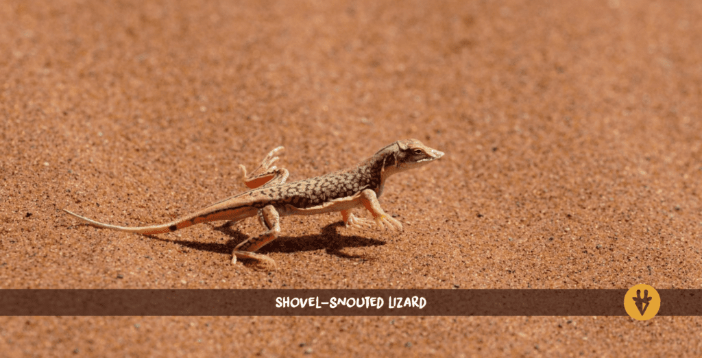 Lézard à nez en pelle