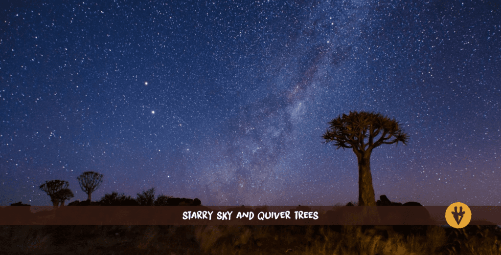 Ciel étoilé et koroïer en Namibie.