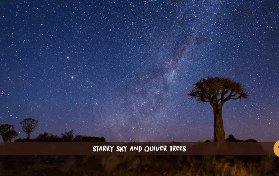 Ciel nocturne namibien avec la Voie lactée et des koroïers en premier plan.