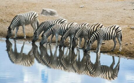 Zèbres se reflétant dans l'eau pendant qu'ils boivent au point d'eau d'Etosha