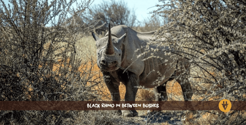 Rhinocéros noir entre des buissons.
