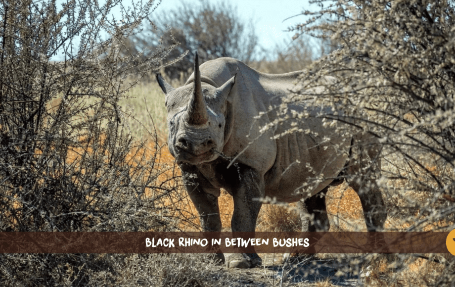 Rhinocéros noir à longue corne debout entre deux buissons à Etosha, en Namibie.