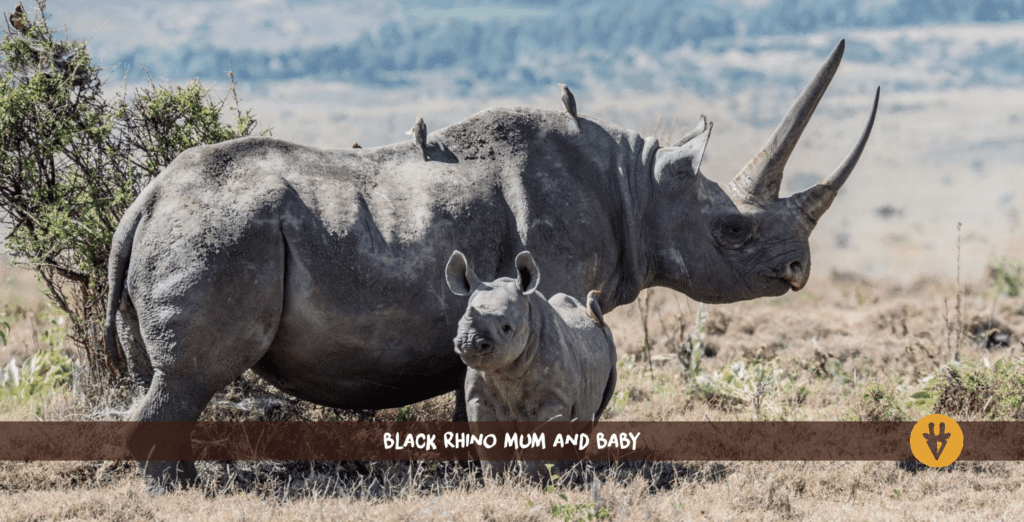 Rhinocéros noir et son petit