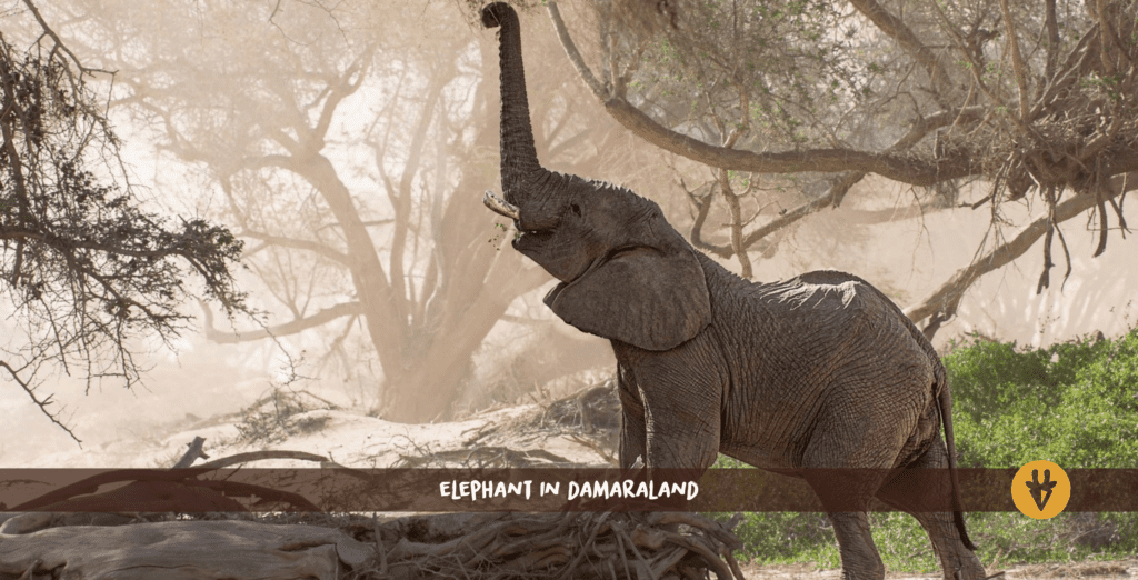 Un éléphant du désert debout sur un arbre couché et attrapant des branches avec sa trompe dans le Damaraland.