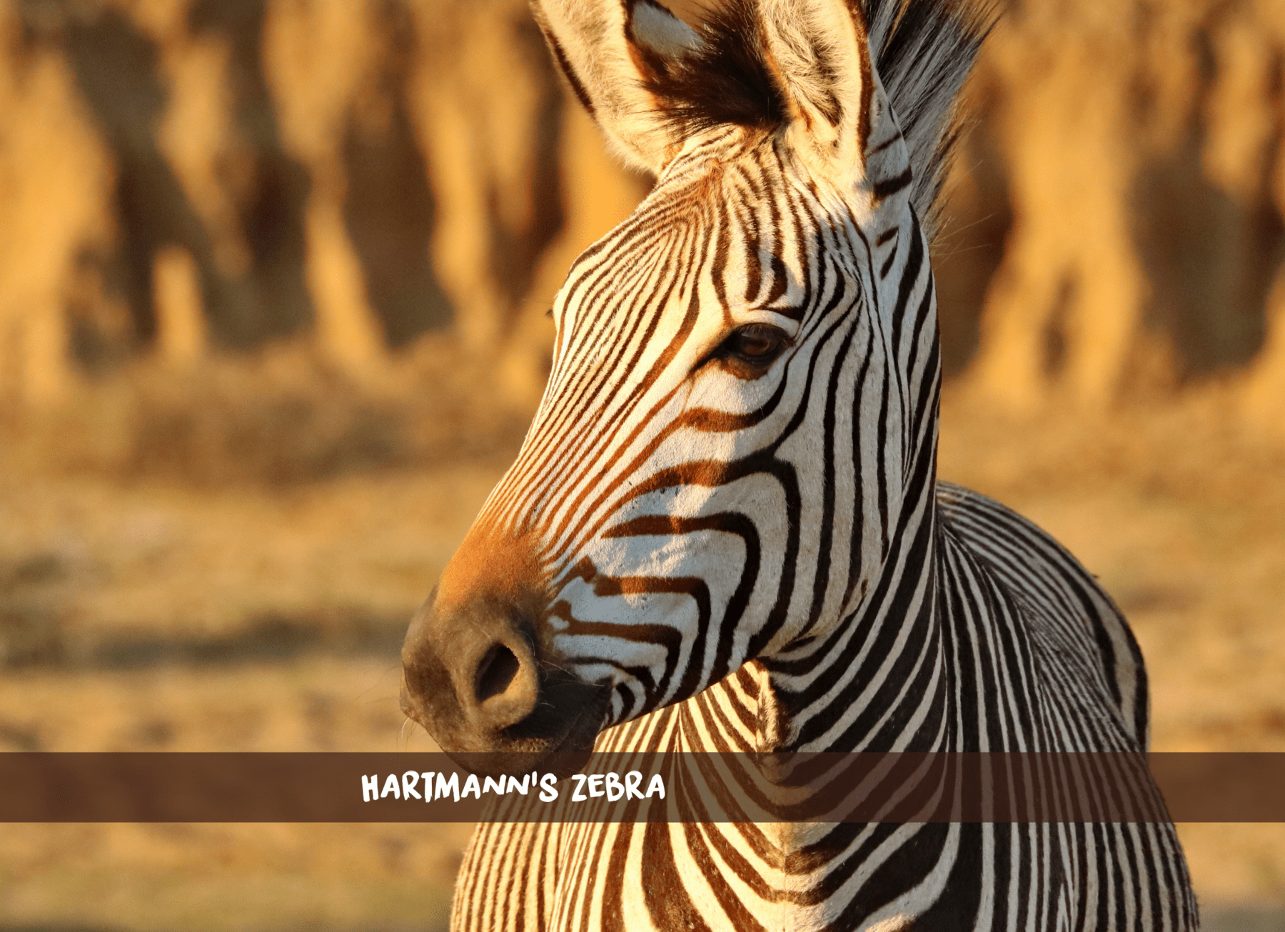 Zèbre de Hartmann (Grevy's Zebra) en gros plan dans un paysage aride à la lumière dorée.