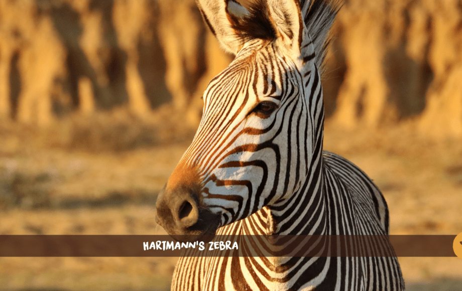 Zèbre de Hartmann (Grevy's Zebra) en gros plan dans un paysage aride à la lumière dorée.