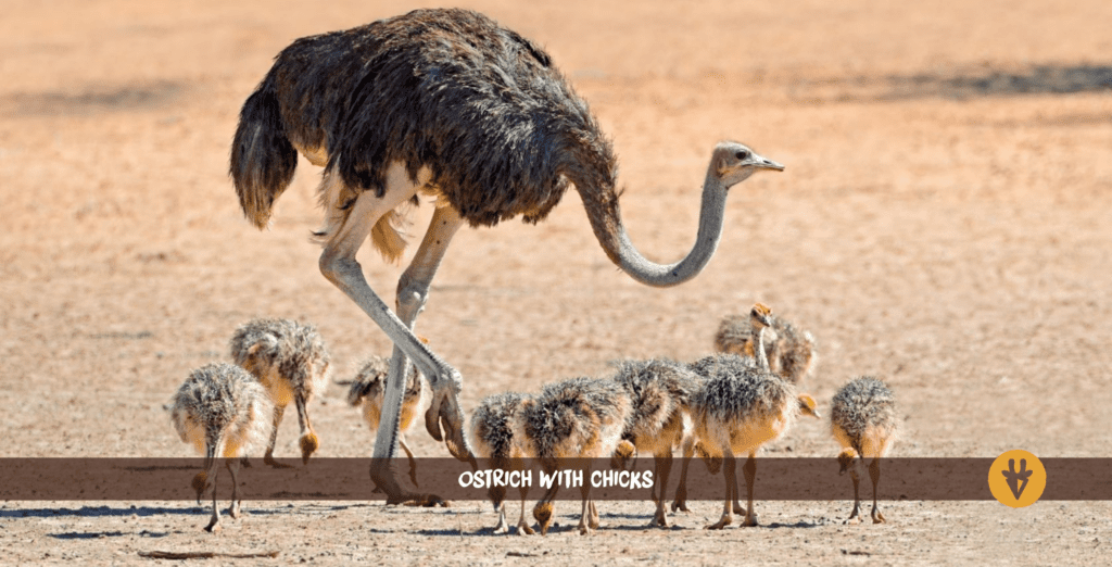 Autruche et autruchons en Namibie
