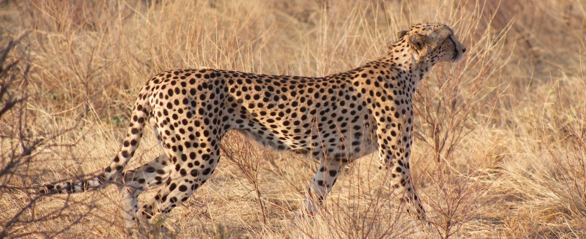 Guépard se déplaçant à l'affût dans les herbes sèches de la savane en Namibie