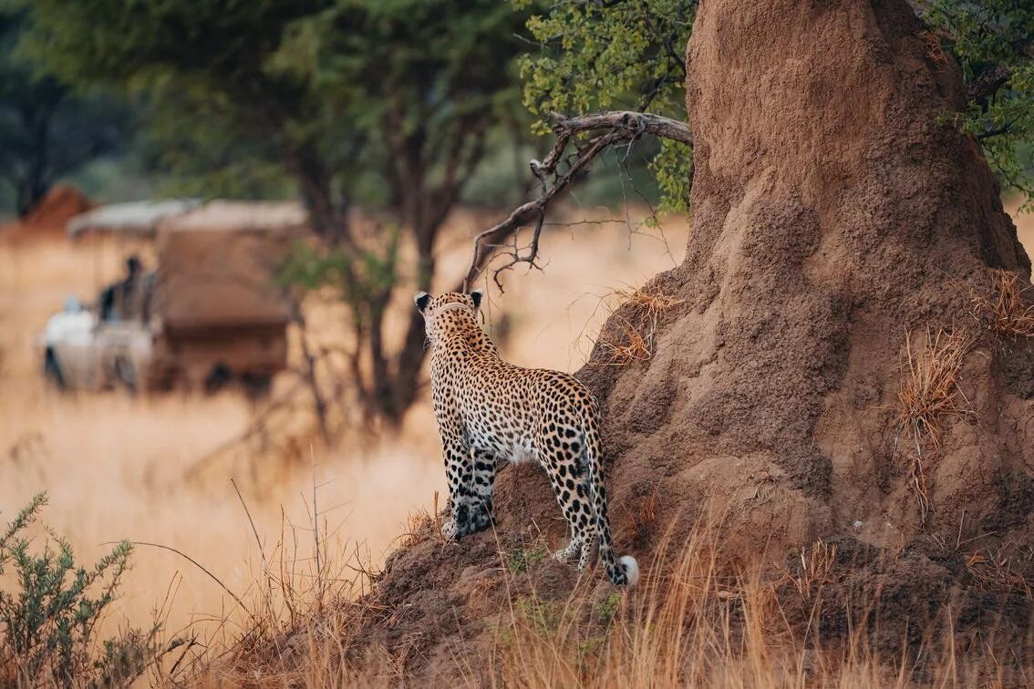 Réserve naturelle d’Okonjima