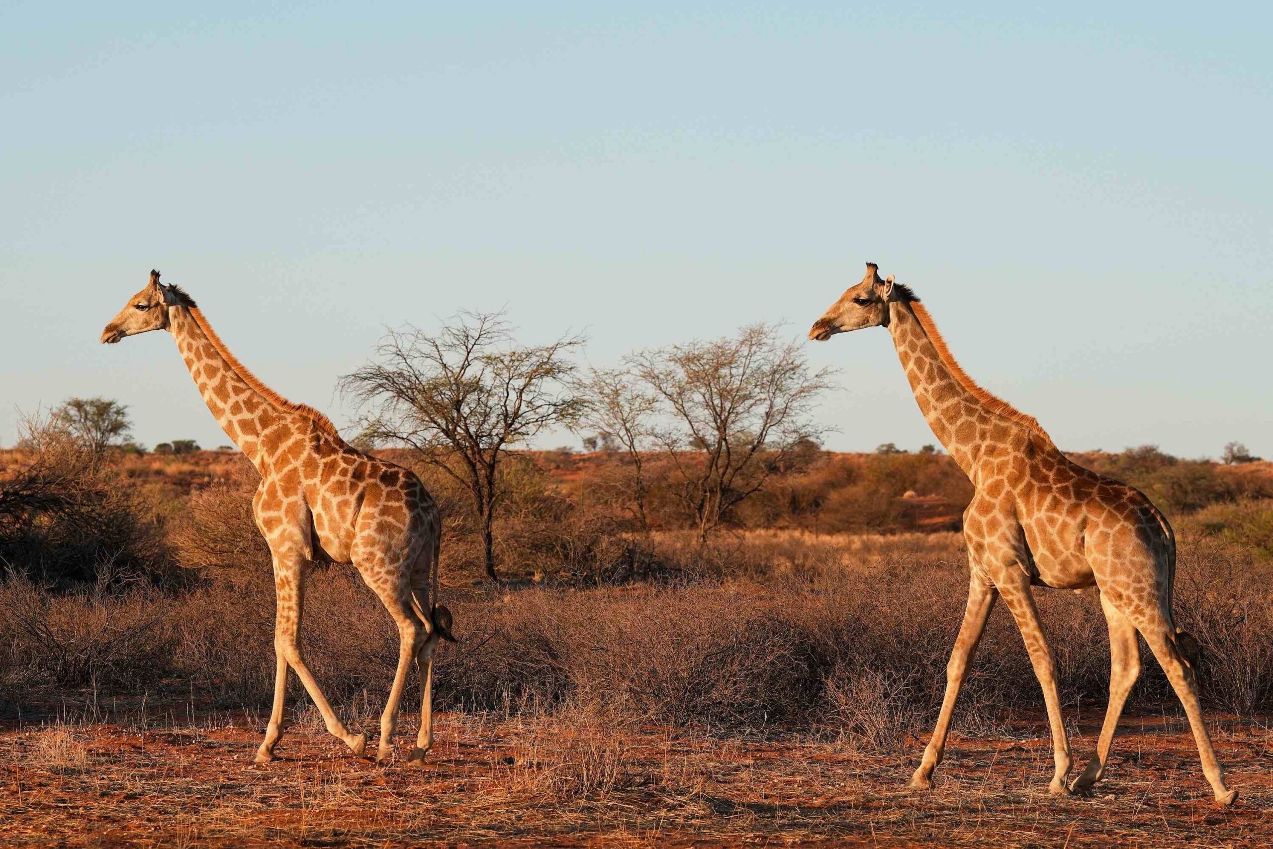 Le Kalahari