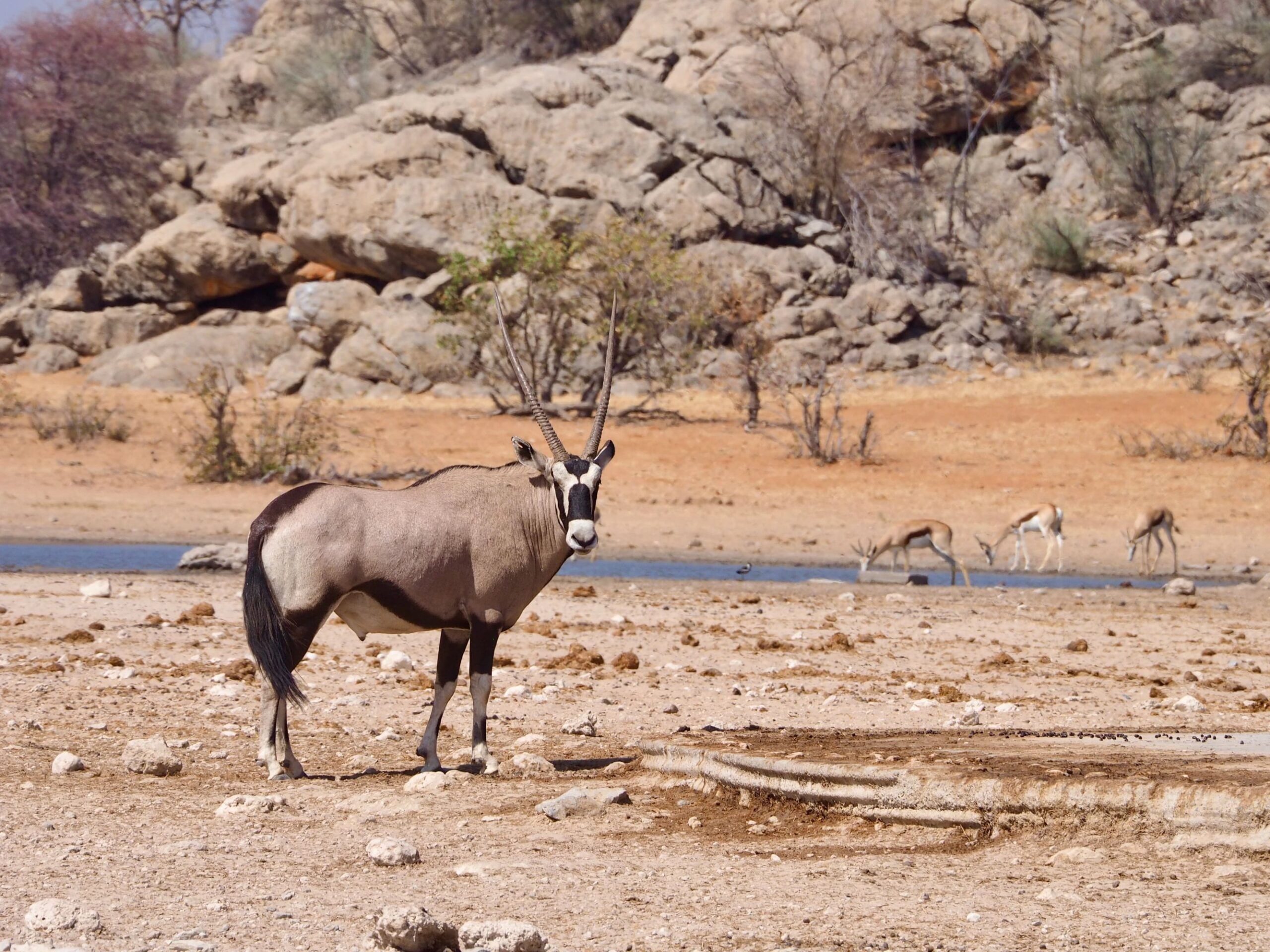 Réserve d'Ongava