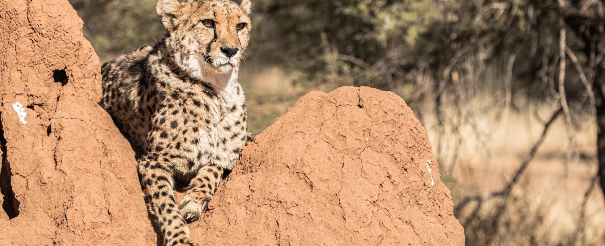 Cheetah is resting on a large termite mount in the Kalahari