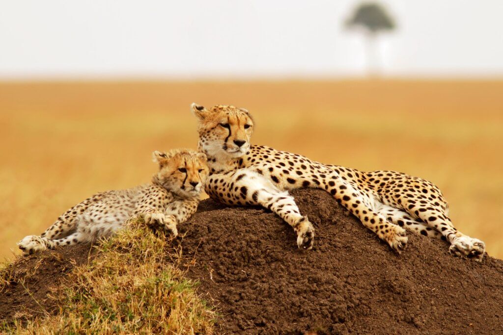 Guépards du Masai Mara