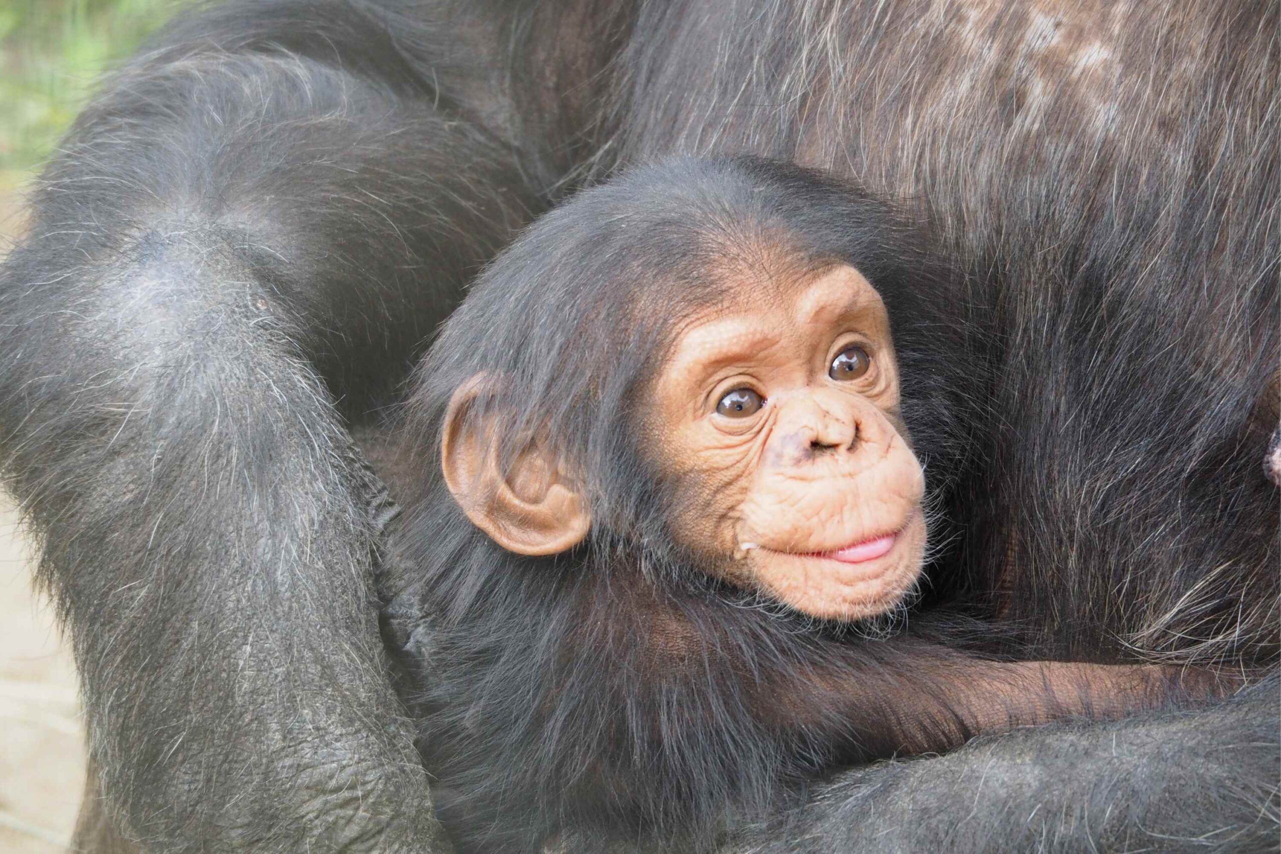 Trekking avec les chimpanzés dans le parc national de Kibale