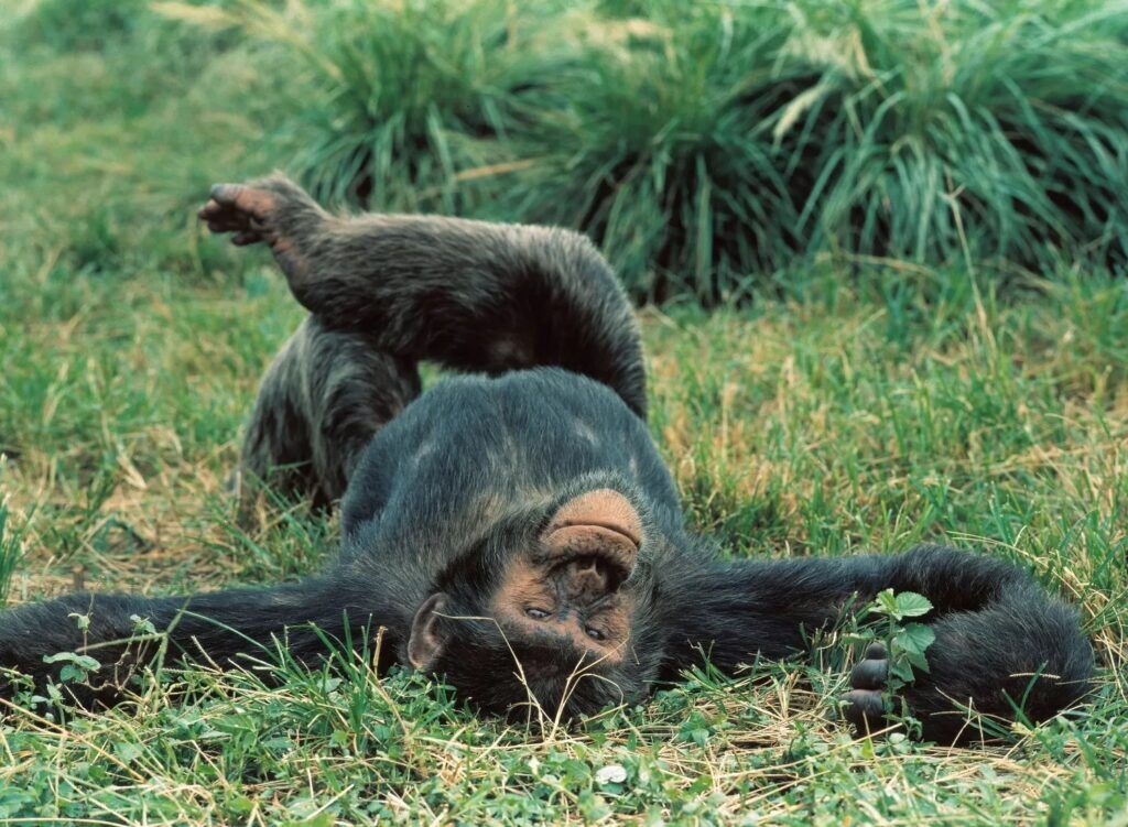 chimpanzé allongé dans l'herbe