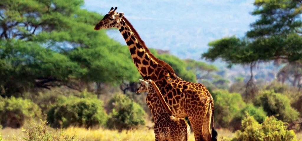 Girafes du parc d'Amboseli