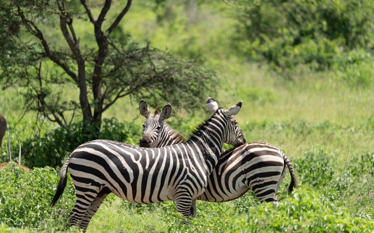 safari en Afrique