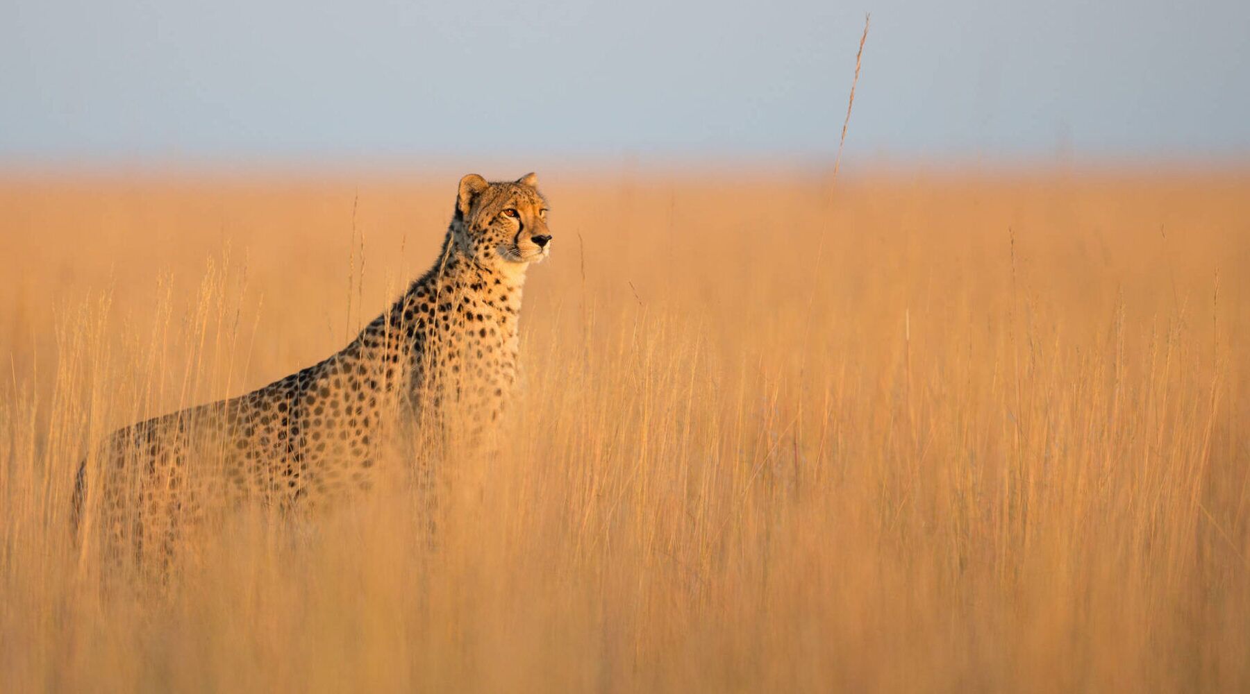 Wildlife in Kenya cheetah