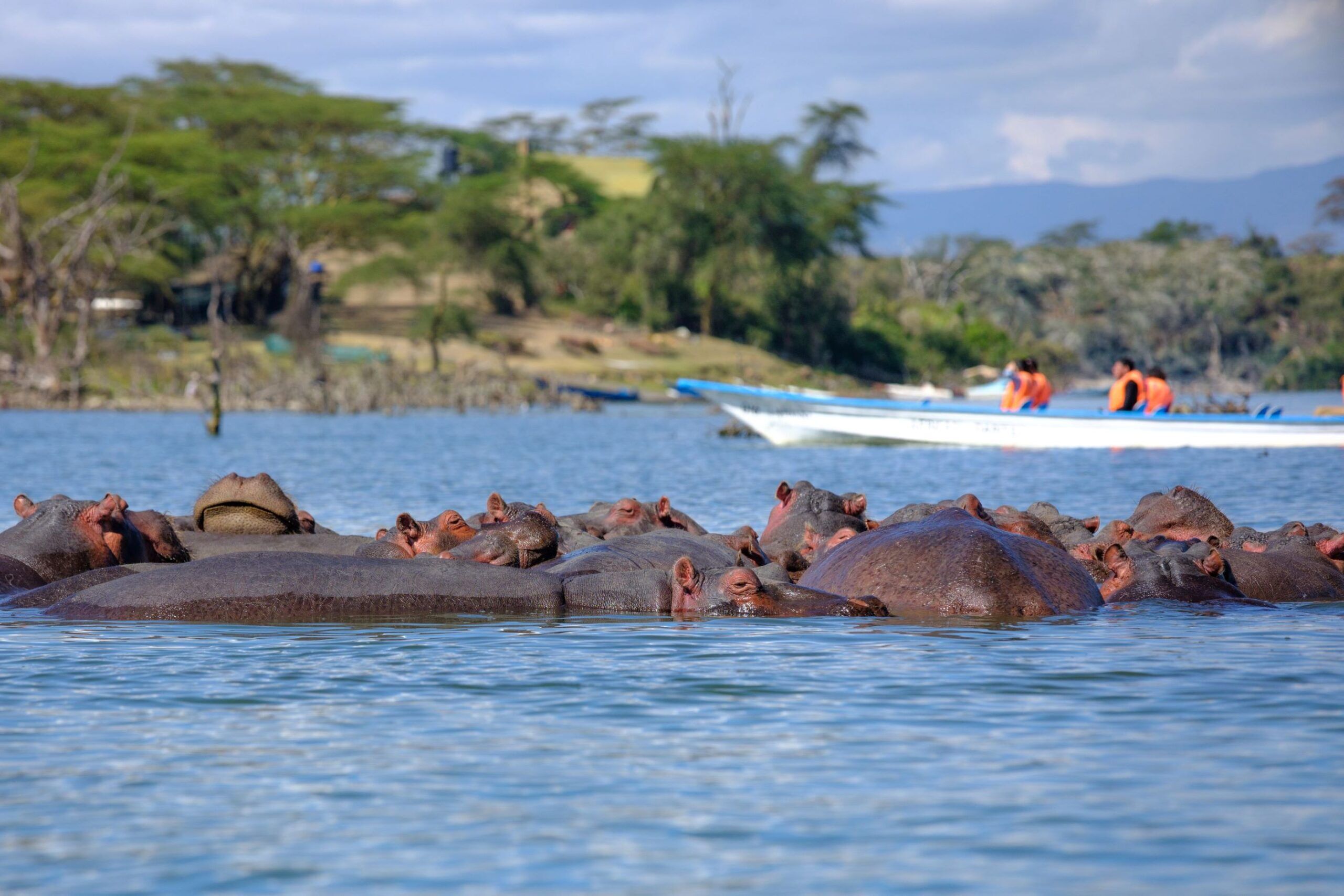 Tour en bateau sur le lac Naivasha et safari à pied sur l'île Crescent