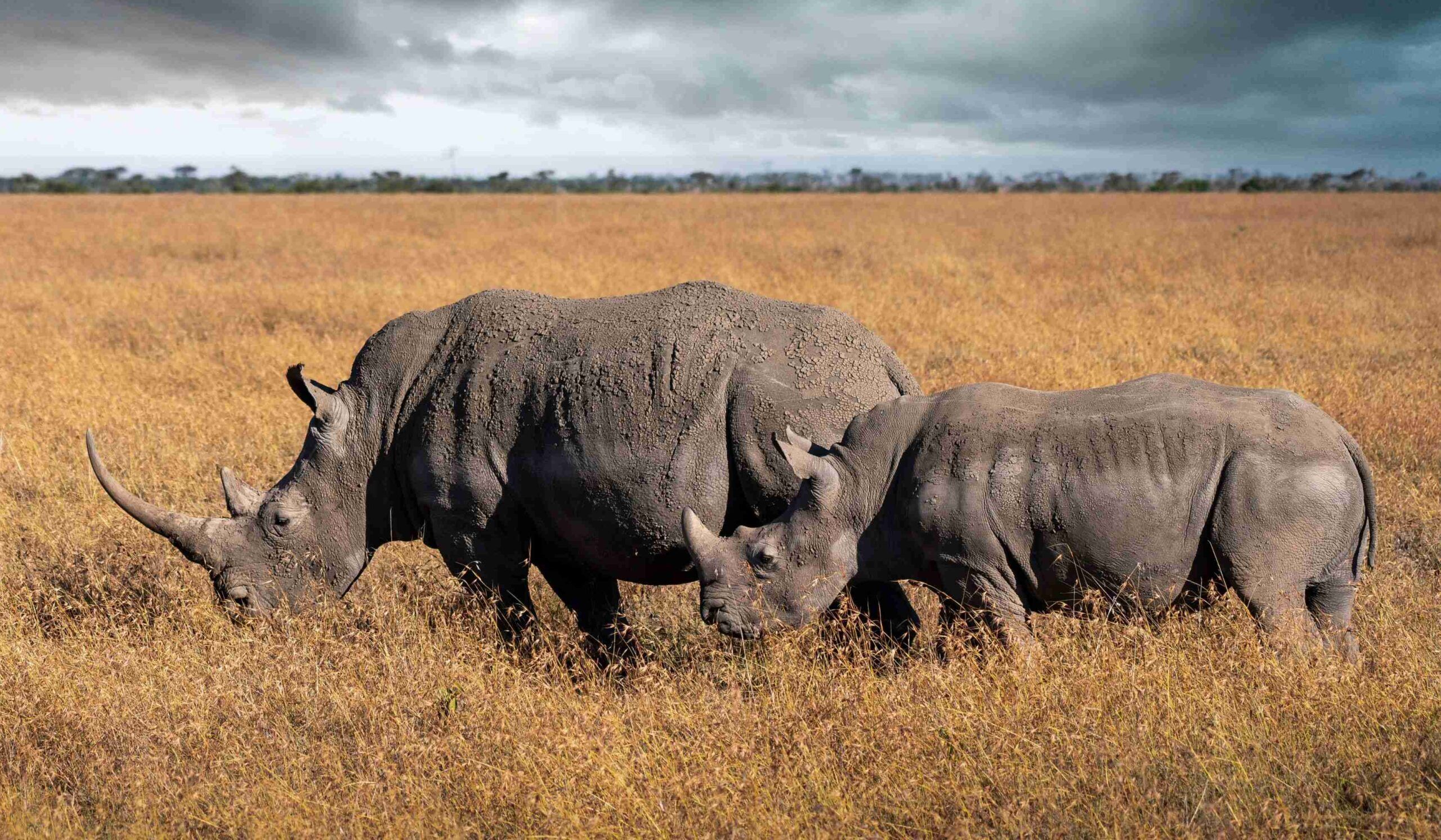 Ol' Pejeta Conservancy