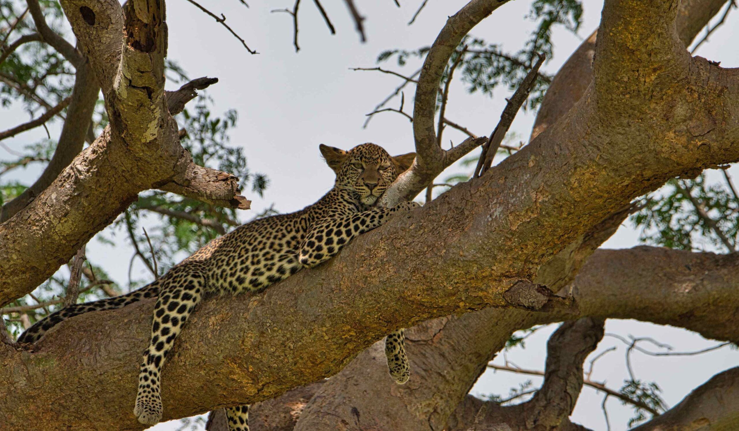 Parc national de Tsavo East