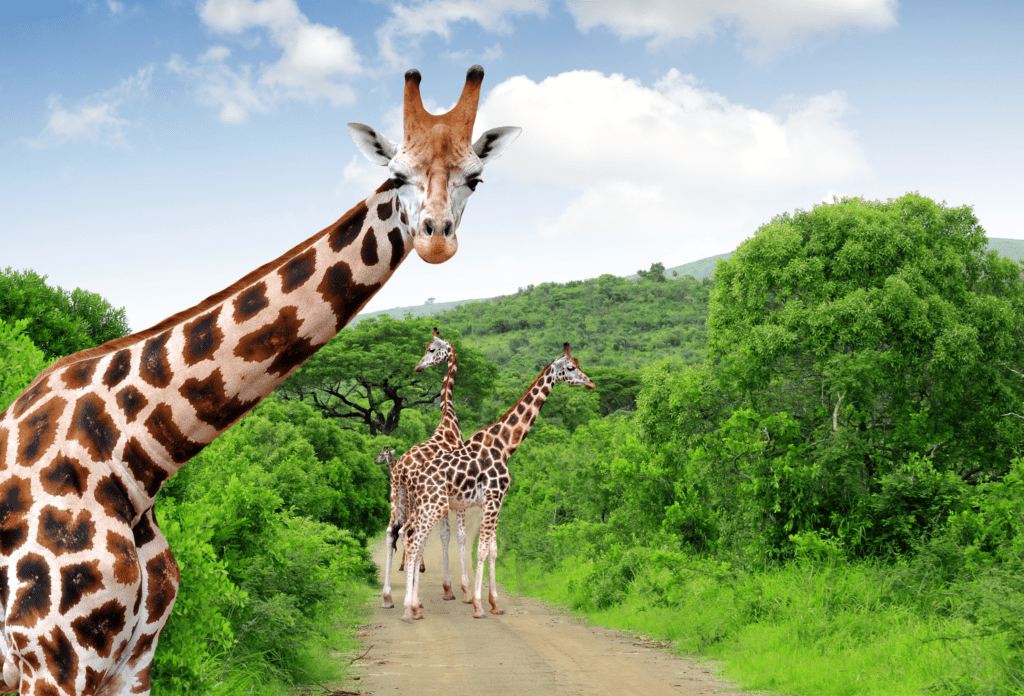 Girafes dans la verdure