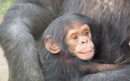 Bébé chimpanzé