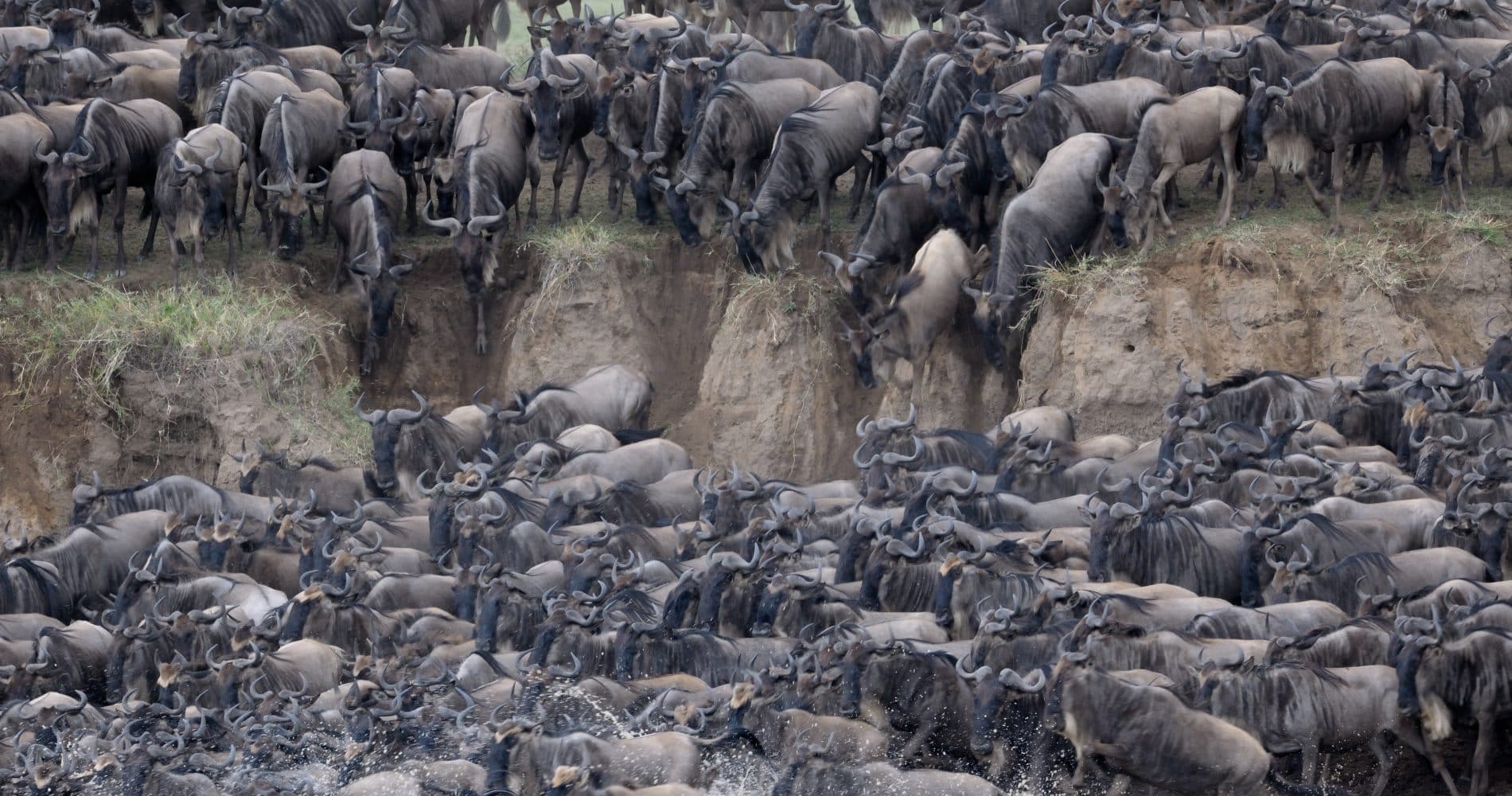 Grande migration des gnous