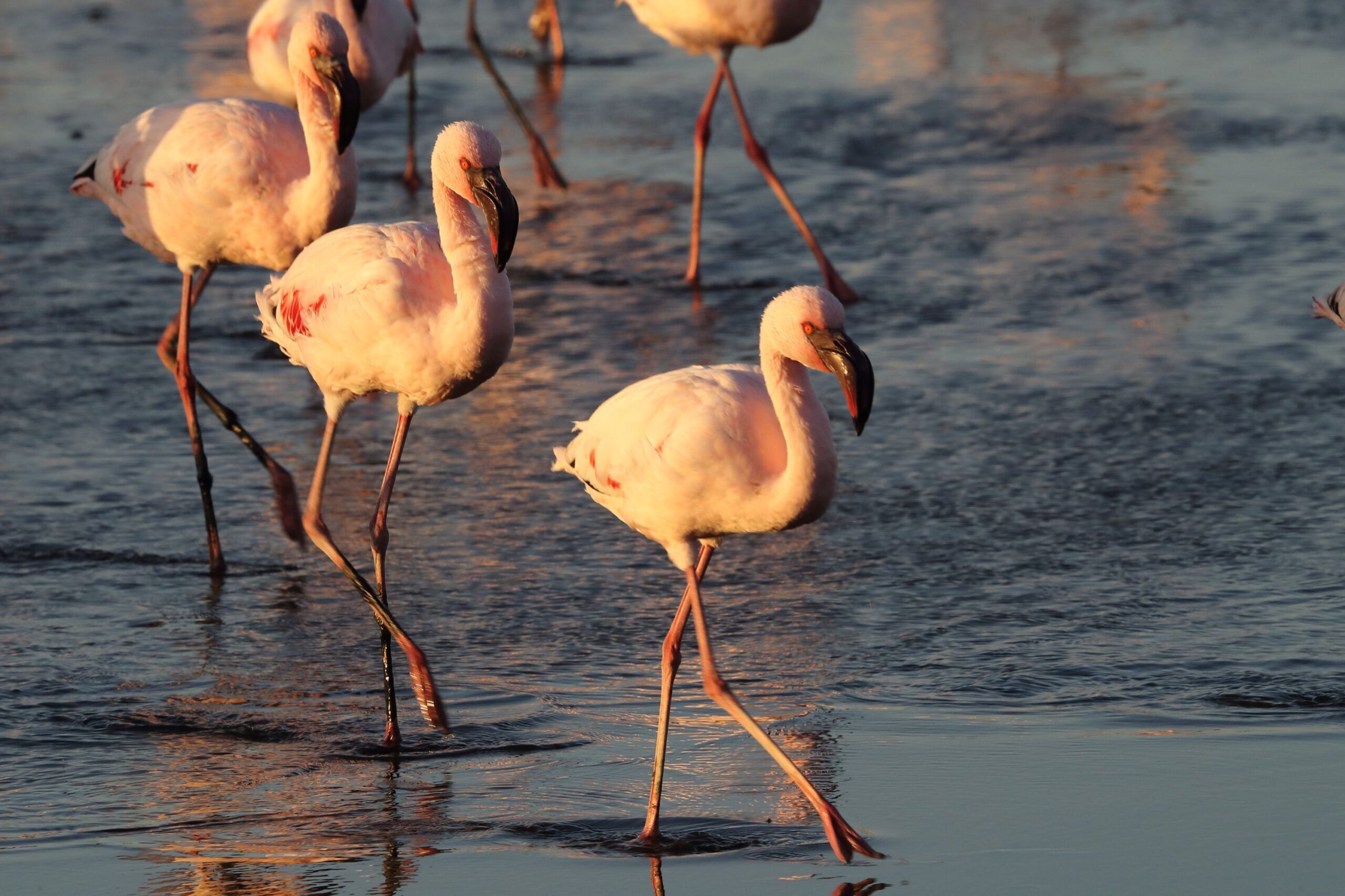 Flamants roses du lac Nakuru