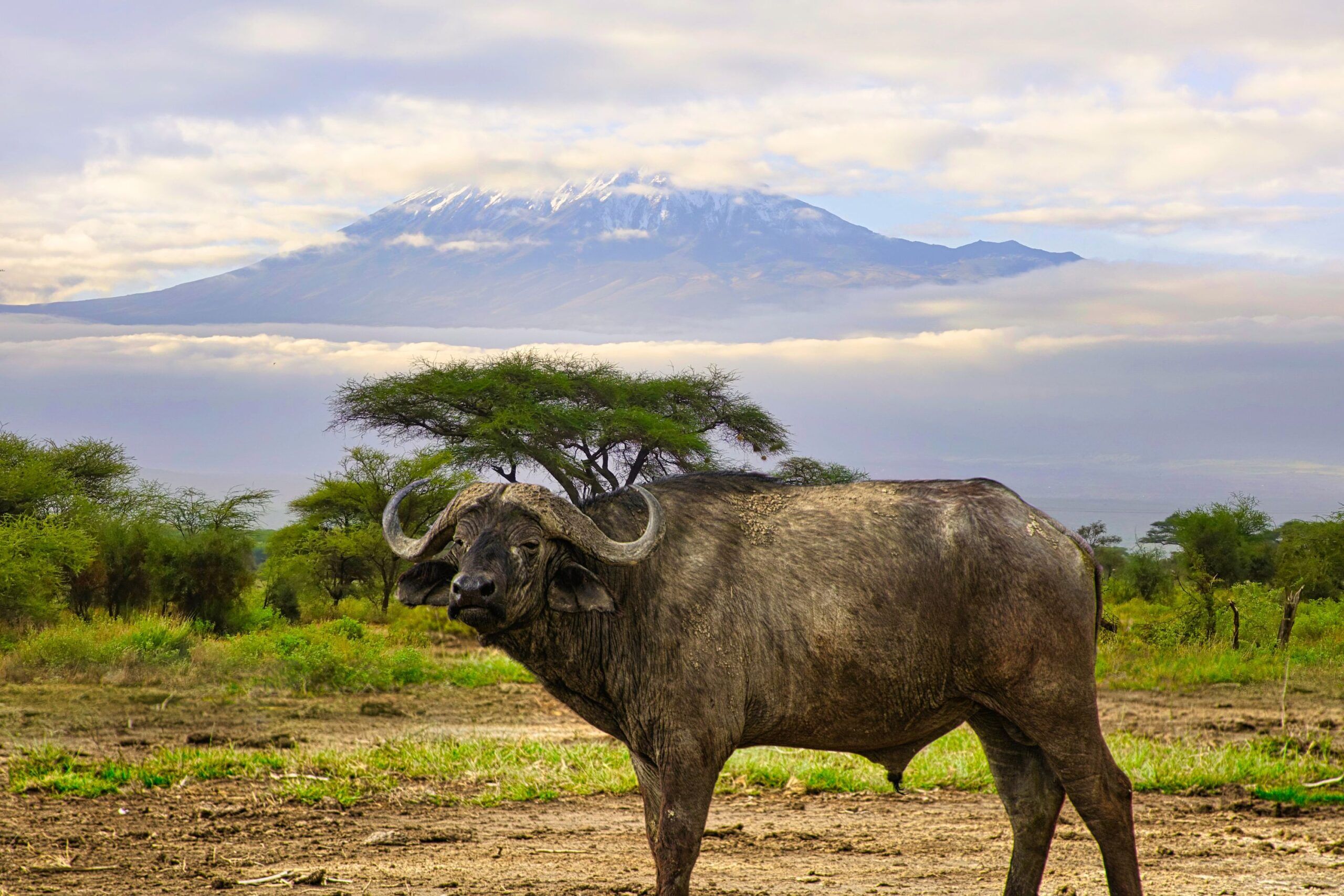 Buffe du parc Tsavo Ouest