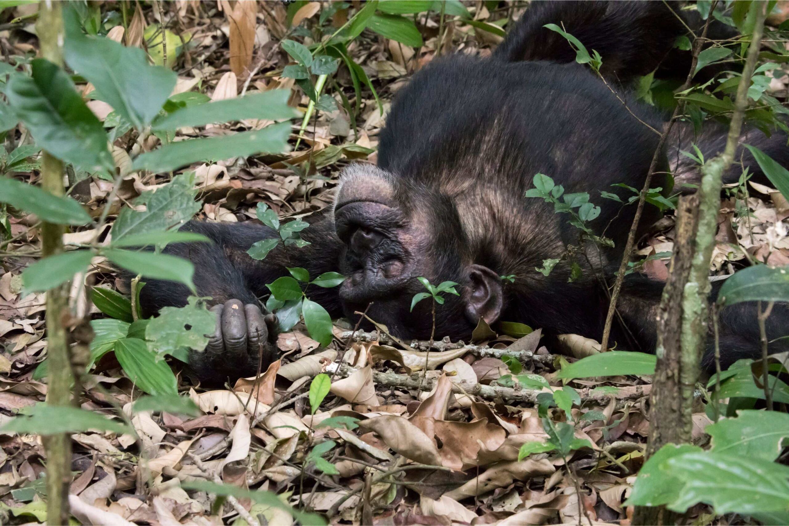 Chimpanzé Kibale à admirer lors de vos vacances sportives en Ouganda
