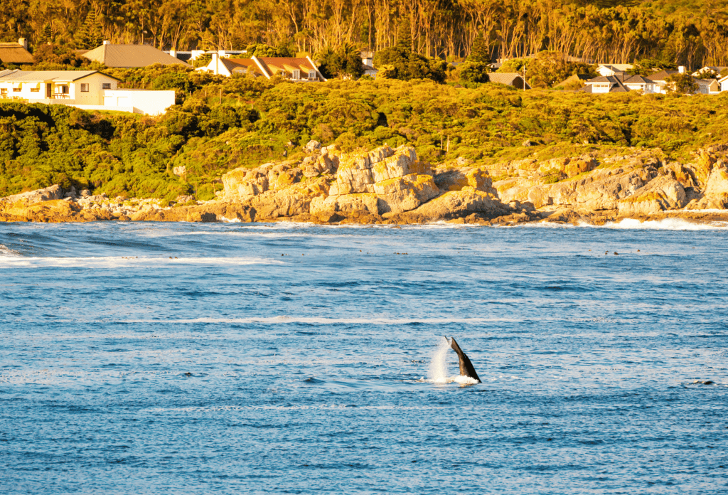 South-Africa_Whale-Watching_Hermanus-VI-1