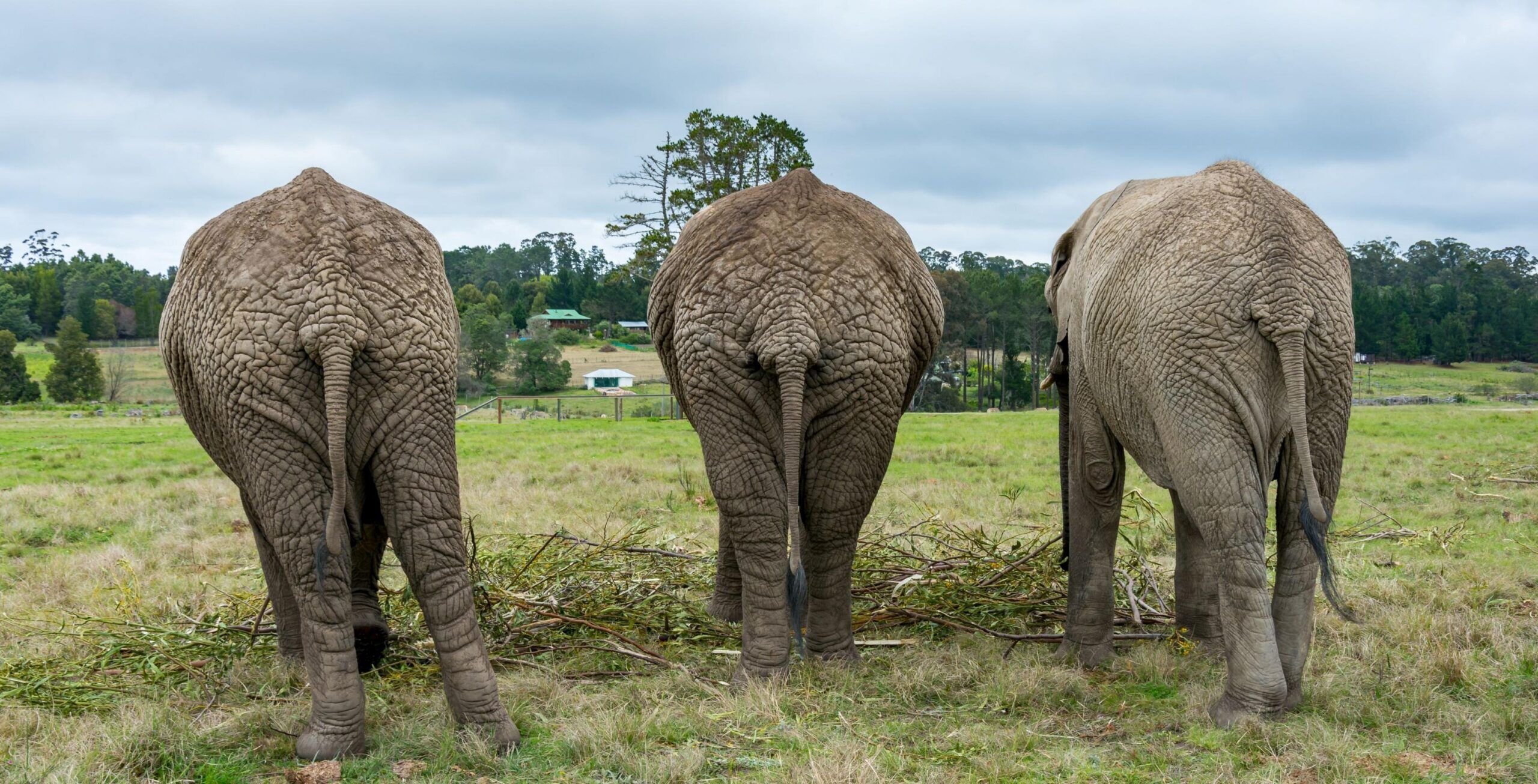 Expérience avec les éléphants au Knysna Elephant Park