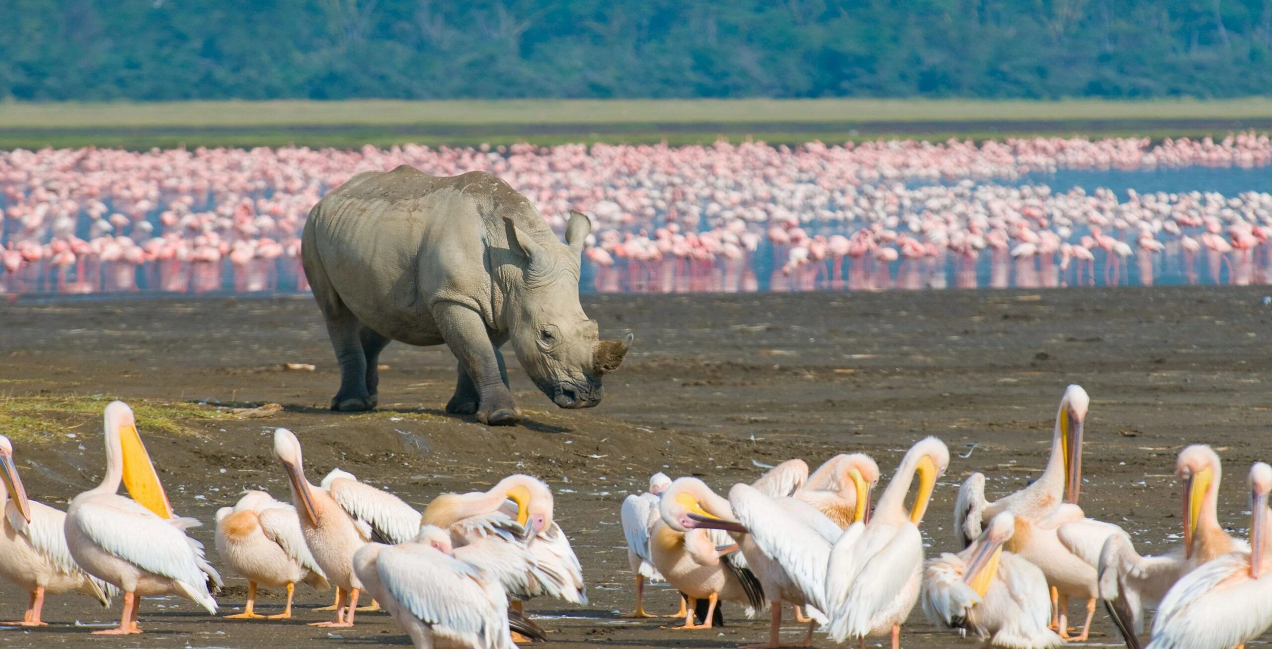 Parc national du lac Nakuru