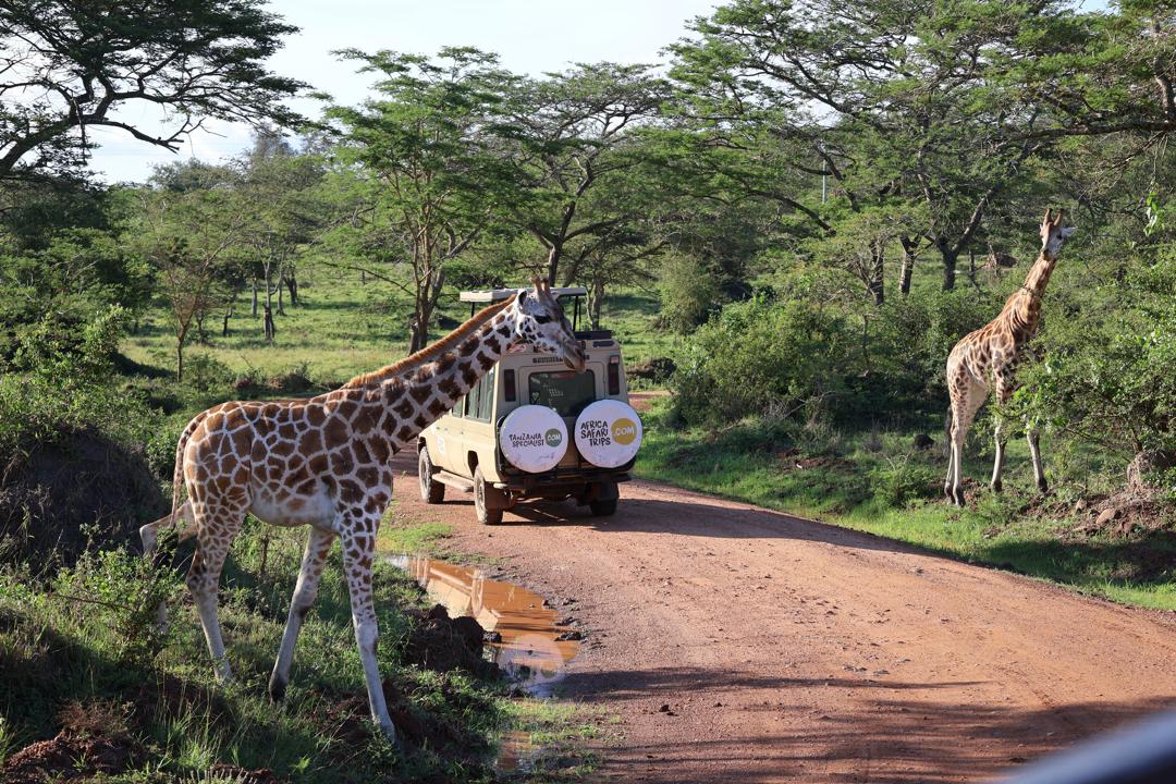 Safari en jeep dans le parc national du lac Mburo