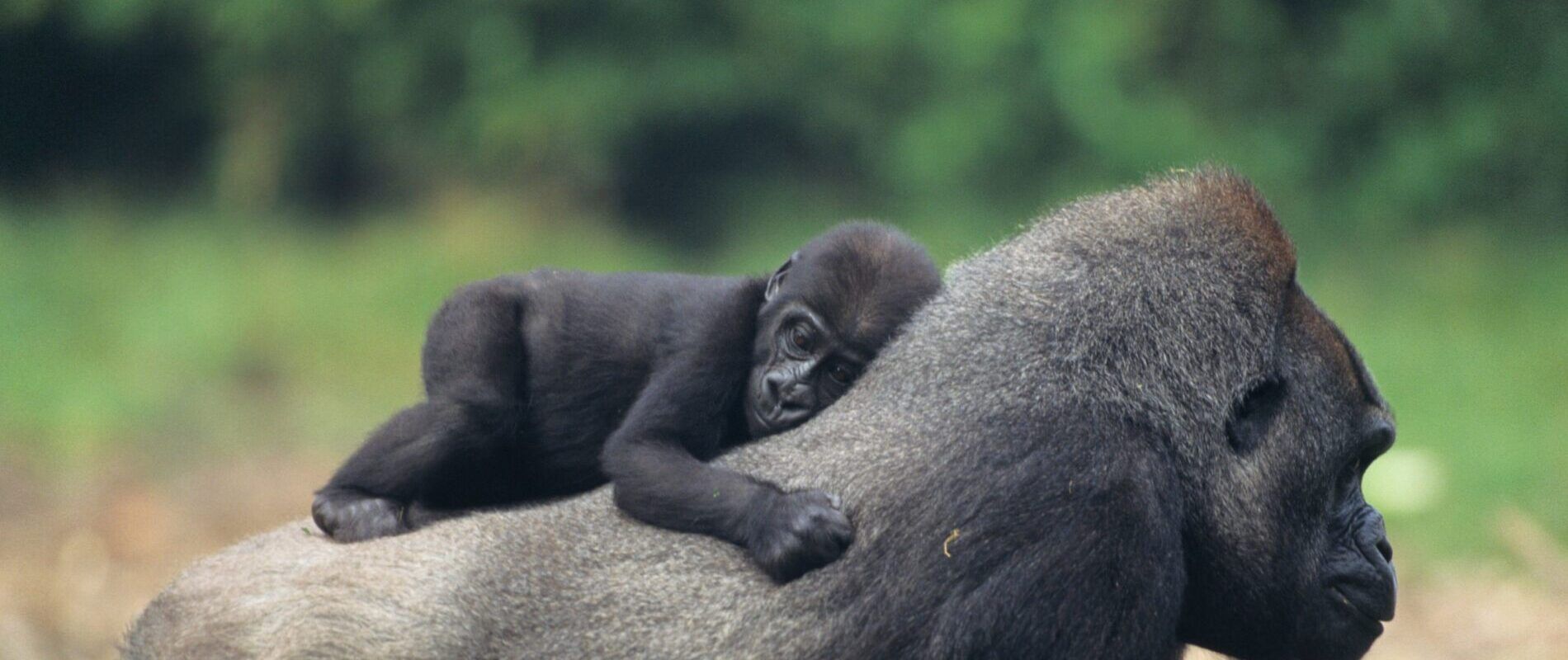 Gorille en ouganda avec bébé sur son dos