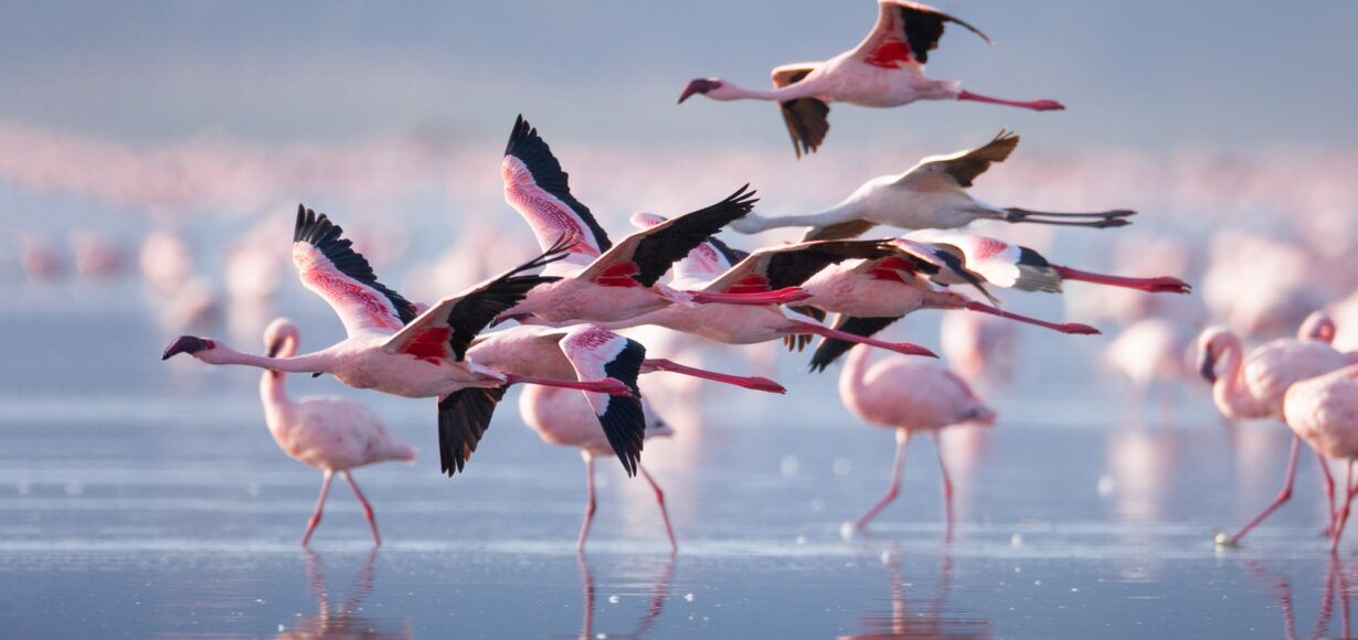 Boatsafari Lake Nakuru Kenya