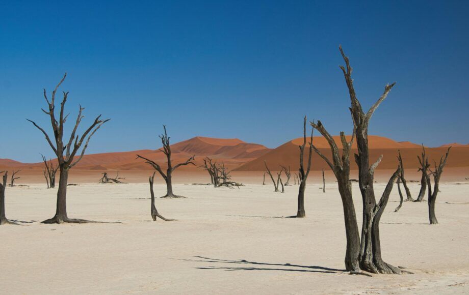 Les célèbres dunes de sable rouge aux crétes dessinées sous un ciel bleu à Sossusvlei, Namibie.