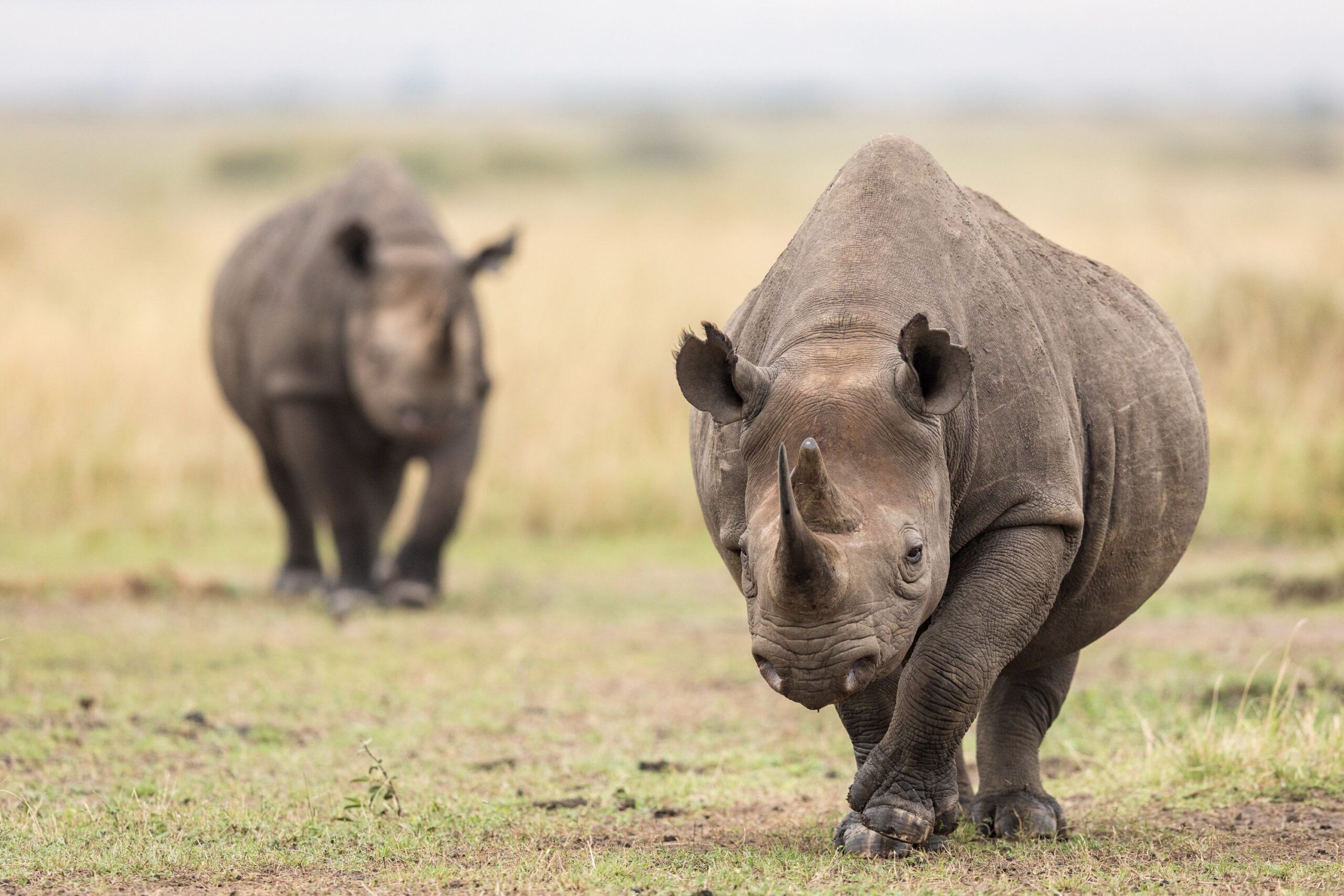 Deux rhinocéros du Masai Mara